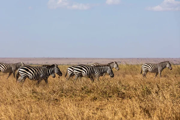 KENIA - 16 DE AGOSTO DE 2018: Cebras en el Parque Nacional Amboseli — Foto de Stock