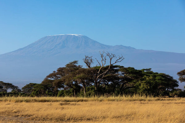 KENYA - AUGUST 16, 2018: Mt Kilimanjaro behind green trees of acacia in Amboseli National Park.