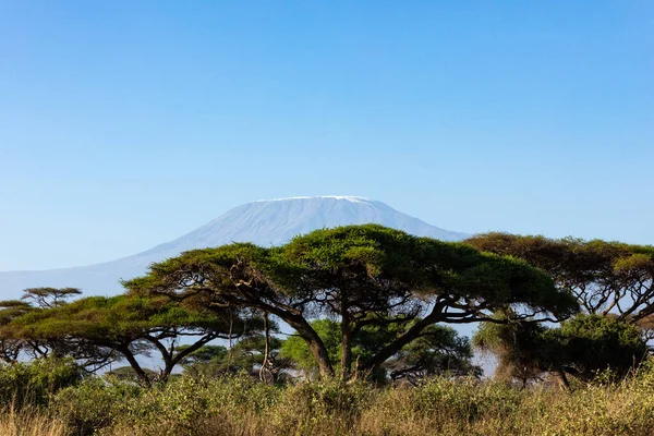 KENIA - 16 de agosto de 2018: Monte Kilimanjaro en el Parque Nacional Amboseli — Foto de Stock