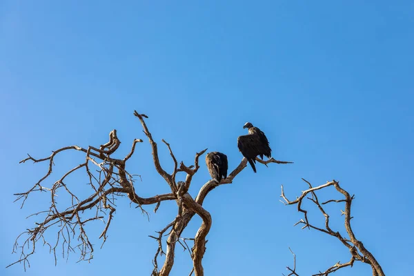 ΚΕΝΥΑ - 16 ΑΥΓΟΥΣΤΟΥ 2018: Όρνεα στο Εθνικό Πάρκο Αμπόσελης — Φωτογραφία Αρχείου