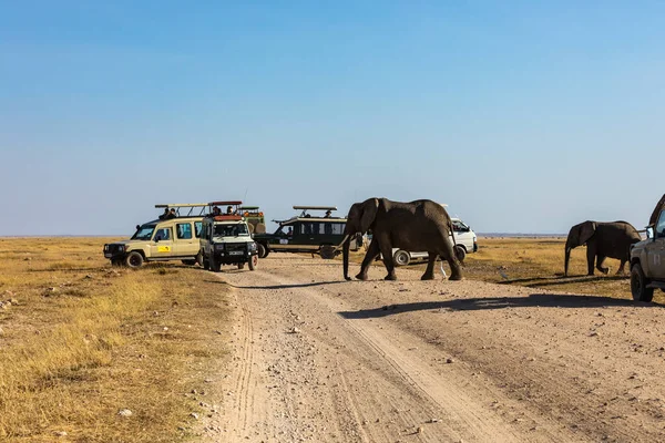 КЕНІЯ - 16 СЕРПНЯ 2018: слони на дорозі в національному парку Амбоселі. — стокове фото