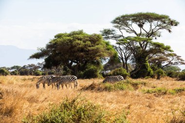 KENYA - 16 AĞUSTOS 2018: Amboseli Ulusal Parkı 'nda Zebralar