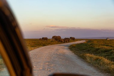 KENYA - 16 AĞUSTOS 2018: Amboseli Ulusal Parkı 'nda gün batımında filler