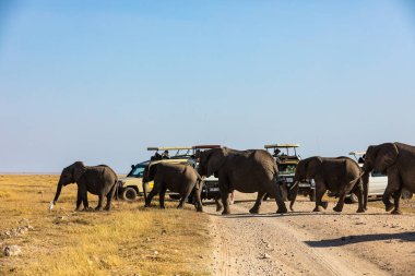 KENYA - 16 AĞUSTOS 2018: Amboseli Milli Parkı 'nda karşıdan karşıya geçen filler