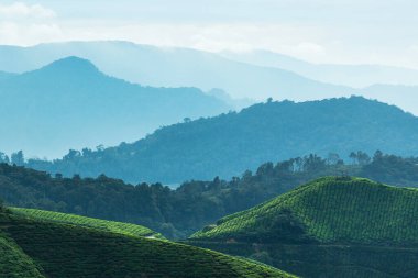 Cameron Highlands 'daki çay tarlalarıyla kaplı tepeler