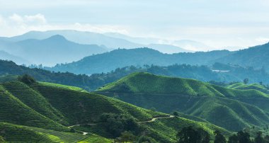 Cameron Highlands Malezya 'da Görünüm