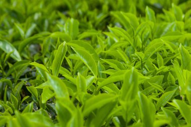 Çalıların üzerinde taze yetişen çay yaprakları.