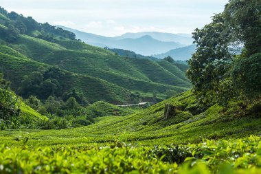 Çiftlikteki çay tarlaları