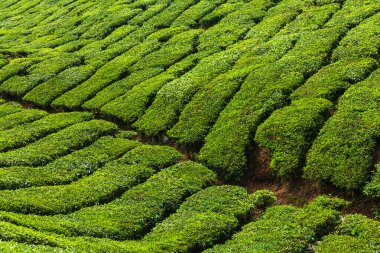 Taze yetişmiş çay tarlası deseni