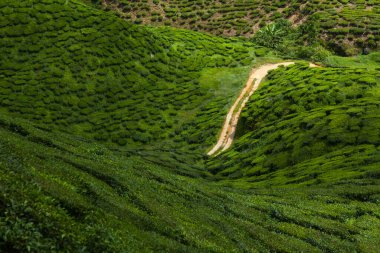 Çay tarlasında yol Cameron Highlands Malezya