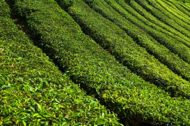Cameron Highlands 'da bir çalılıkta çay yaprakları