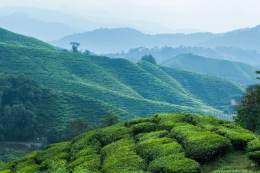 Cameron Highlands, Malezya 'da çay ekili tepeler