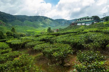 Cameron Highlands 'da çay çalıları 