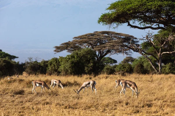 КЕНІЯ - 16 СЕРПНЯ 2018: Antelopes in Amboseli National Park — стокове фото