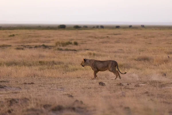 КЕНІЯ - 16 СЕРПНЯ 2018: Лев у національному парку Амбоселі. — стокове фото