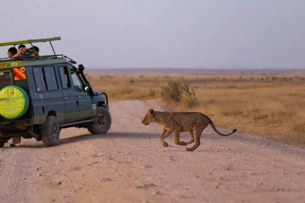 KENYA - AGOSTO 16, 2018: Leão correndo no Parque Nacional Amboseli — Fotografia de Stock