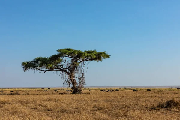 KENIA - 16. AUGUST 2018: Akazienbaum im Amboseli-Nationalpark — Stockfoto