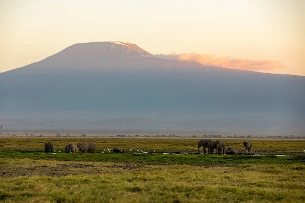 KENYA - 16 AGOSTO 2018: Elefanti che camminano nel Parco Nazionale di Amboseli — Foto Stock