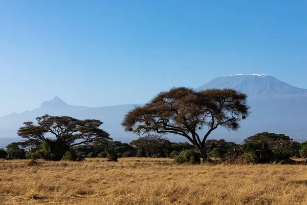 KENYA - 16 AGOSTO 2018: Kilimangiaro con acacia nel Parco Nazionale di Amboseli — Foto Stock