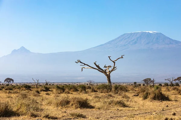 KENIA - 16 de agosto de 2018: Árbol solitario frente al monte Kilimanjaro — Foto de Stock