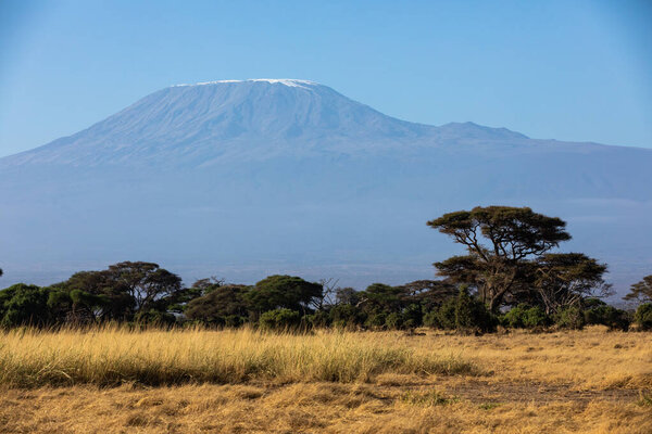 KENYA - AUGUST 16, 2018: Clear view of Mt Kilimanjaro behind savannah in Amboseli National Park.