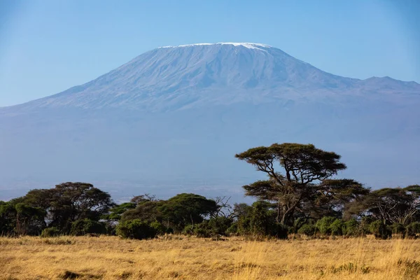 KENIA - 16 de agosto de 2018: Monte Kilimanjaro en el Parque Nacional Amboseli — Foto de Stock