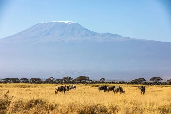 KENIA - 16. AUGUST 2018: Gnus vor dem Kilimandscharo — Stockfoto