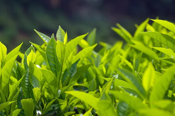 Tea leaves on the tea bush — Stock Photo, Image