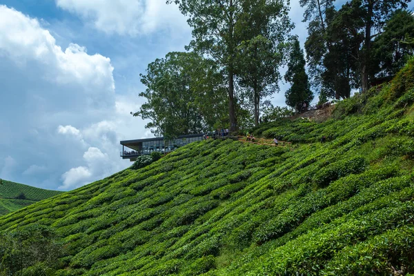 La vista en la colina con plantación de té — Foto de Stock