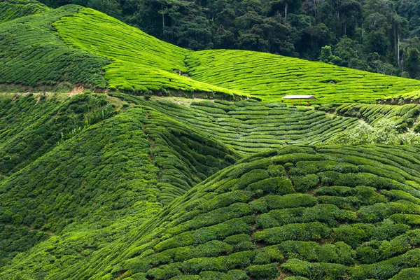 Maleisische theeplantages, Cameron Highlands — Stockfoto