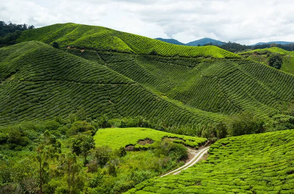 Cameron Highlands, yeşil çay tarlası. — Stok fotoğraf