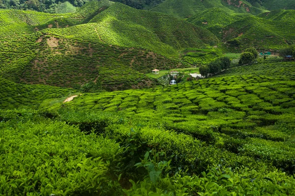 Granja de té en Cameron Highlands Malasia — Foto de Stock