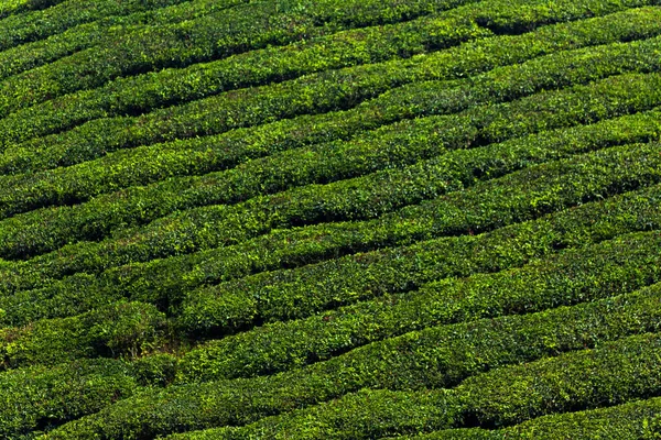 Plantación de té en las tierras altas de Malasia — Foto de Stock