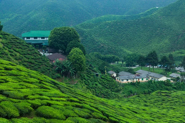 La vista en la granja de té desde la colina — Foto de Stock