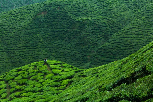 Cameron Highlands 'daki çay çalılarıyla kaplı tepelerin manzarası.