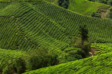 Malezya, Cameron Highlands, çay çiftliği