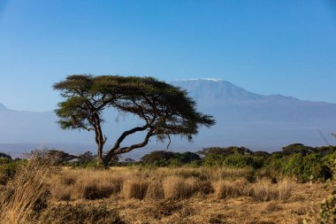 KENYA - 16 AĞUSTOS 2018 Amboseli Ulusal Parkı Kilimanjaro Dağı