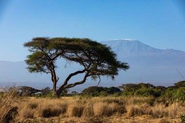 KENYA - 16 AĞUSTOS 2018 Amboseli Ulusal Parkı Kilimanjaro Dağı