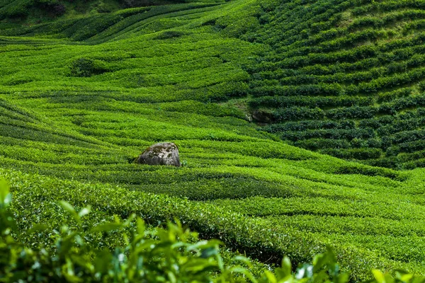 Paisaje verde de la plantación de té en Cameron Highlands — Foto de Stock