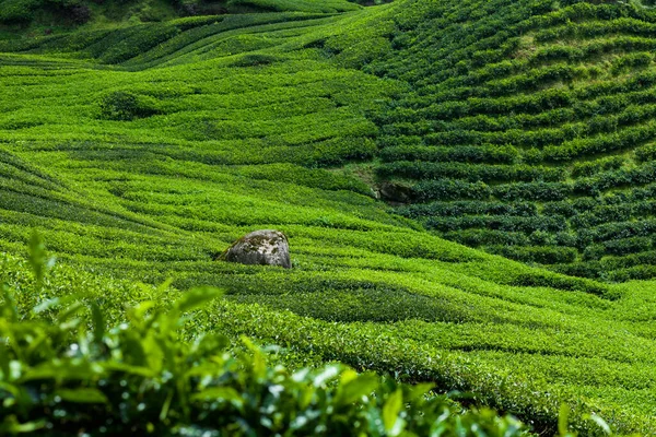 Hermoso paisaje de plantaciones de té en cameron highlands — Foto de Stock