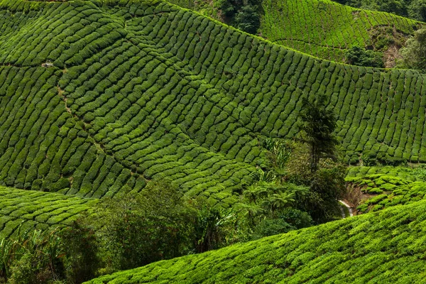 Malezya, Cameron Highlands, çay çiftliği — Stok fotoğraf