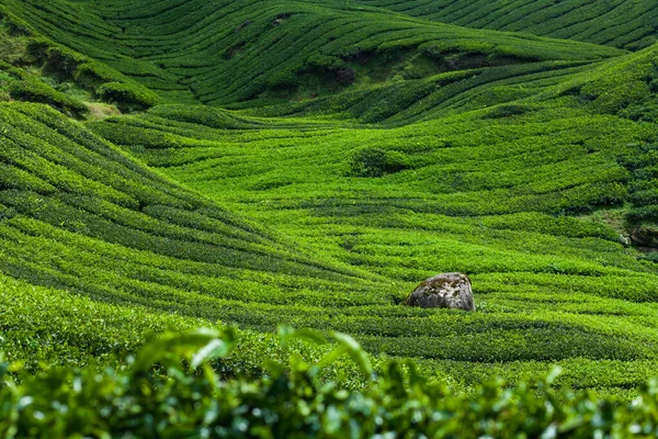 Exuberantes colinas verdes cubiertas de plantaciones de té — Foto de Stock