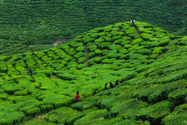 Gente anónima caminando por la plantación de té — Foto de Stock