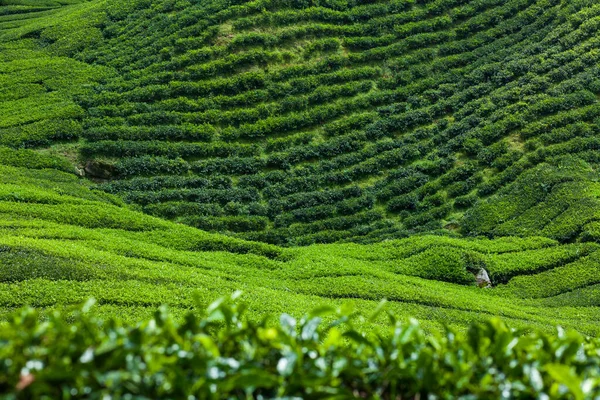 Exuberante paisaje verde de plantación de té — Foto de Stock