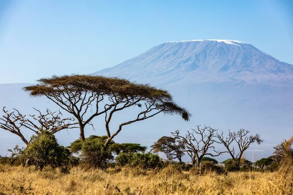 KENIA - 16 de agosto de 2018: Monte Kilimanjaro detrás de la acacia en el Parque Nacional Amboseli — Foto de Stock