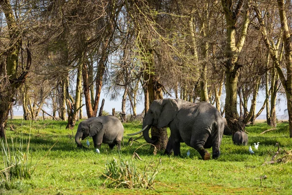 KENYA - 16 AĞUSTOS 2018: Amboseli Ulusal Parkı 'nda fil ailesi