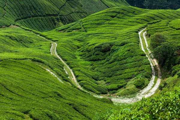 Camino curvo a través de la plantación de té — Foto de Stock