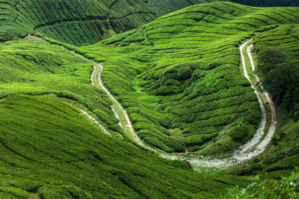 Camino curvo a través del valle de la plantación de té — Foto de Stock
