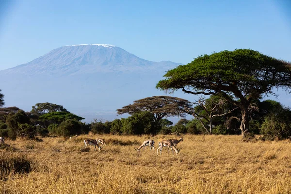 KENIA - 16 de agosto de 2018: Monte Kilimanjaro y árboles de acacia en el Parque Nacional Amboseli — Foto de Stock