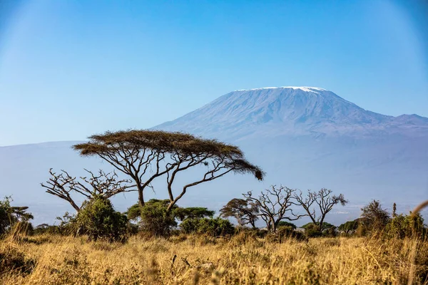 KENIA - 16 de agosto de 2018: Monte Kilimanjaro detrás de la acacia en el Parque Nacional Amboseli — Foto de Stock